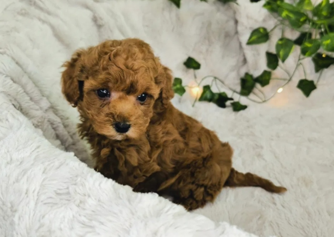 Toy poodle bebekler